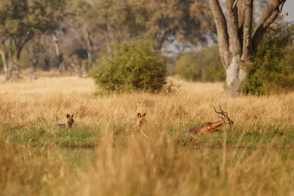Cães Selvagens Caçando Impalas Desesperados Com Predador Cena Vida Selvagem — Fotografia de Stock