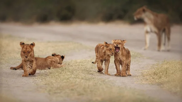 Groep Van Leeuwen Prachtig Licht Wilde Dieren Natuur Habitat Afrikaanse — Stockfoto