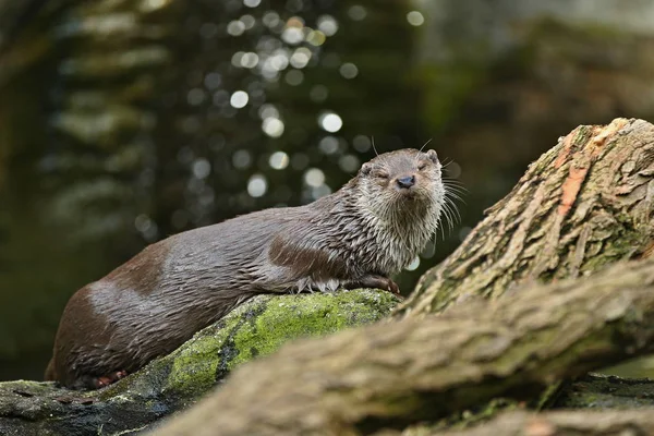 Very cute river otter in the nature habitat. Wild animals in captivity. Beautiful and endangered european mammals. River otters playing in the water. Lutra lutra