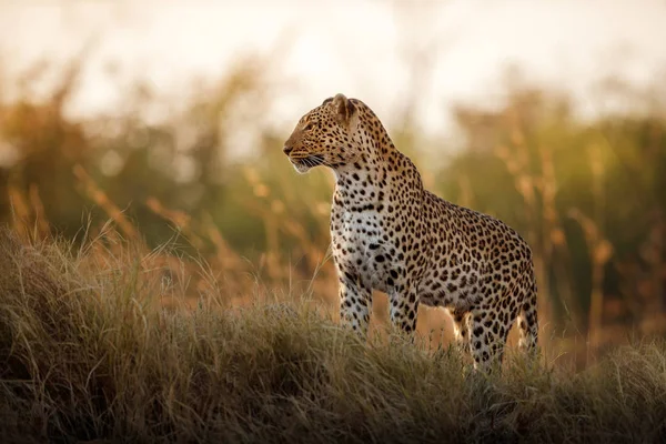 Afrikai Leopárd Női Jelent Gyönyörű Esti Fényben Csodálatos Leopard Természet — Stock Fotó