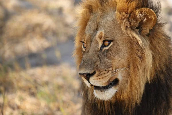 Großes Löwenmännchen Porträt Warmen Licht Wildtiere Natürlichen Lebensraum Afrikanische Tierwelt — Stockfoto