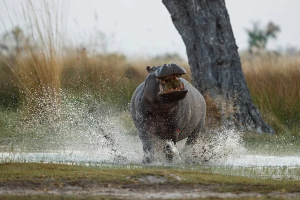 Aggressive Nilpferdmännchen Attackieren Das Auto Riesige Flusspferdmännchen Die Den Gegner — Stockfoto