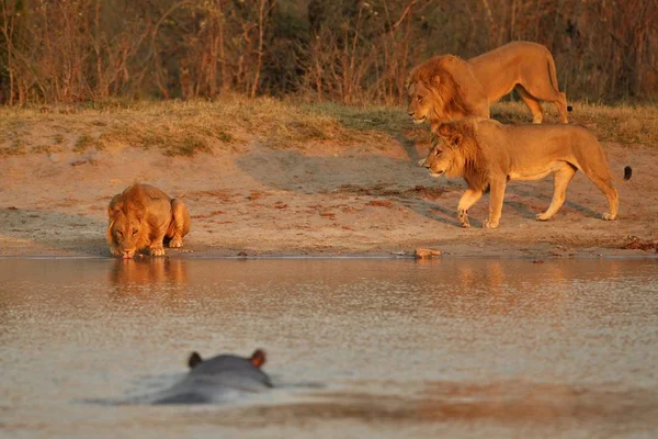Группа Львов Прекрасном Свете Дикие Животные Природе Африканская Дикая Природа — стоковое фото