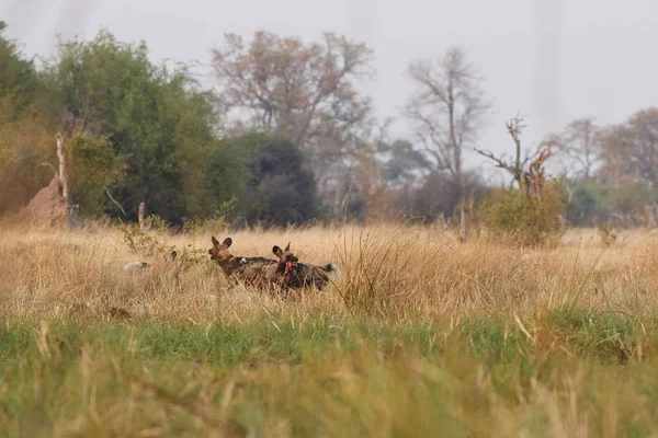 Wild Dogs Hunting Desperate Impalas Predator Wildlife Scene Africa Khwai — Stock Photo, Image