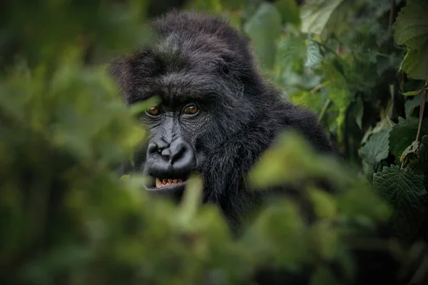 自然の生息地で野生のマウンテン ゴリラ 非常に稀で 絶滅危惧種の動物をクローズ アップ アフリカの野生動物 大きな カリスマ的な生き物 マウンテン ゴリラ — ストック写真