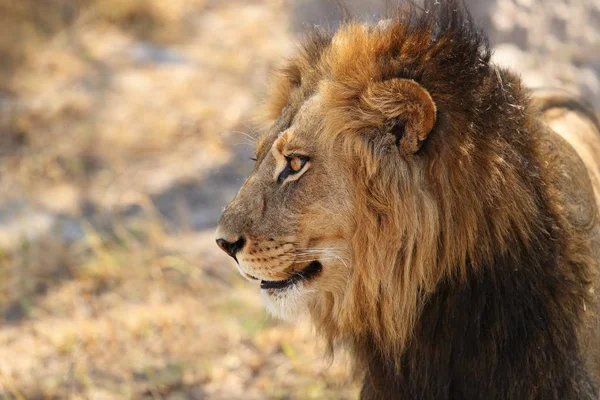 Big lion male portrait in the warm light. Wild animal in the nature habitat. African wildlife. This is Africa. Lions leader. Lion King. Panthera leo.