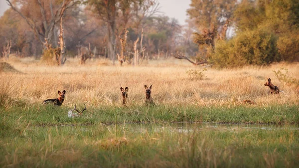 Vahşi Köpekler Avcı Ile Çaresiz Impalas Yaban Hayatı Sahne Afrika — Stok fotoğraf