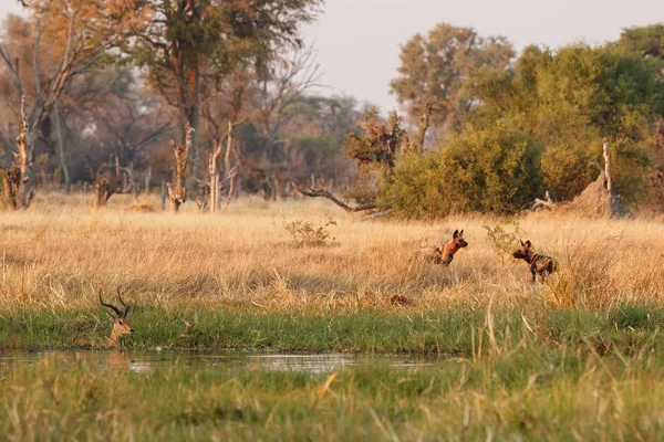 Vahşi Köpekler Avcı Ile Çaresiz Impalas Yaban Hayatı Sahne Afrika — Stok fotoğraf