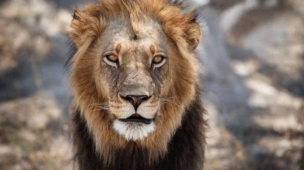 Großes Löwenmännchen Porträt Warmen Licht Wildtiere Natürlichen Lebensraum Afrikanische Tierwelt — Stockfoto