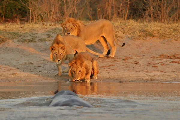 Grupo Leões Luz Bonita Animais Selvagens Habitat Natural Vida Selvagem — Fotografia de Stock