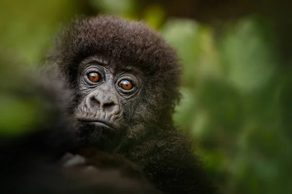 Vad Hegyi Gorilla Természet Élőhely Nagyon Ritka Veszélyeztetett Állatok Közelről — Stock Fotó