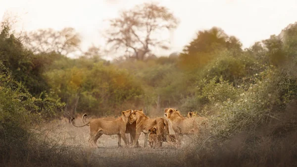 Group of lions in beautiful light. Wild animals in the nature habitat. African wildlife. This is Africa. Lions pride. Lion King. Panthera leo