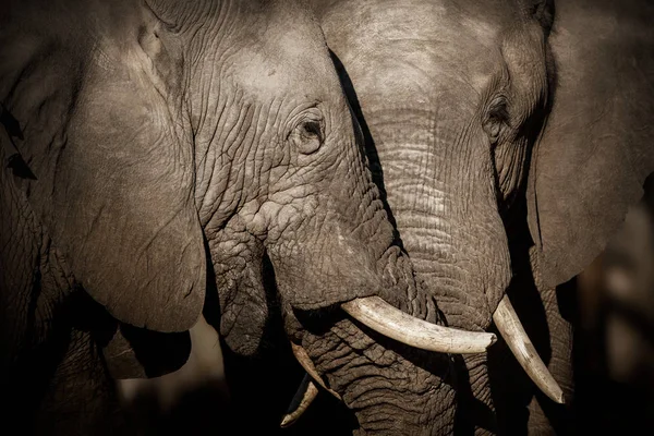 Incredibili Elefanti Africani Enormi Elefanti Maschi Davanti Alla Telecamera Scena — Foto Stock