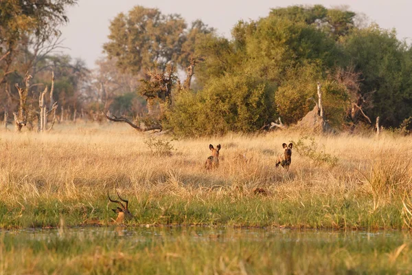 Wild Dogs hunting, desperate impalas with predator. Wildlife scene from Africa, Khwai River, Okavango delta. Animal behaviour in the nature habitat, pack pride of wild dogs offensive attack on impala
