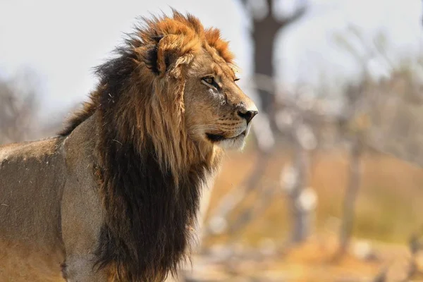 Big Lion Male Portrait Warm Light Wild Animal Nature Habitat — Stock Photo, Image
