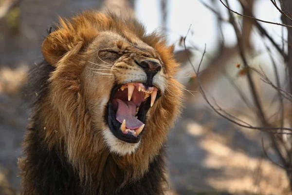 Großes Löwenmännchen Porträt Warmen Licht Wildtiere Natürlichen Lebensraum Afrikanische Tierwelt — Stockfoto