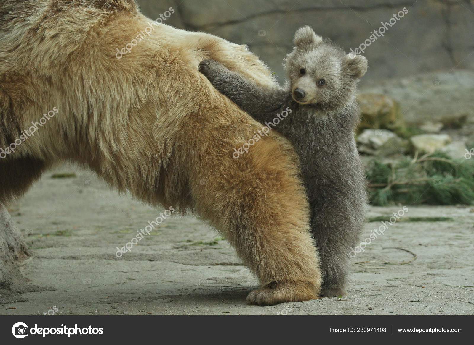 Photo Bebe Ours Brun Pewter