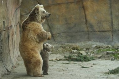 Boz ayı yavrusu hayvanat bahçesinde oynarken ayı domuz ile görünümünü 