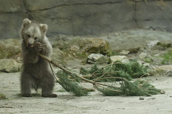 Bruine Beer Cub Staande Spelen Met Vuren Takje Dierentuin — Stockfoto