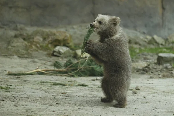 在动物园里 棕熊幼崽站着玩云杉树枝 — 图库照片