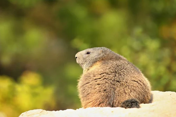 Marmot Looking Out Sandy Burrow — Stock Photo, Image