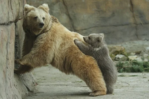 Vista Filhote Urso Marrom Com Porca Urso Jogando Zoológico — Fotografia de Stock