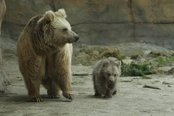 Brown Bear Cub Playing Bear Sow Zoo Open Air Cage — Stock Photo, Image