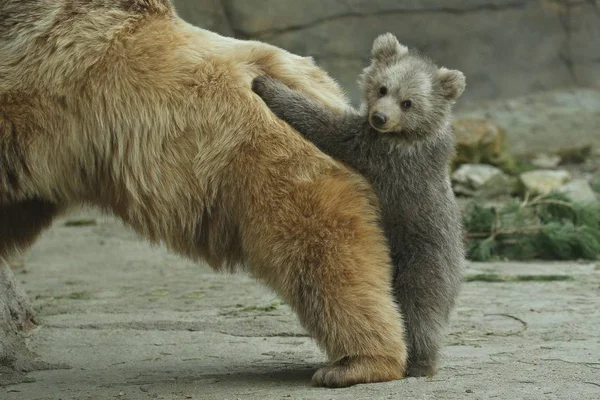 大きなヒグマ動物園野外ケージでクマの赤ちゃんと遊ぶことの種をまく — ストック写真