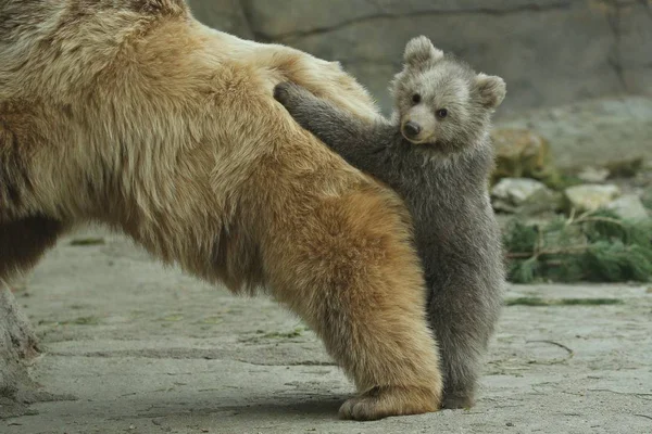 Oso Marrón Grande Siembra Jugando Con Bebé Oso Jaula Aire — Foto de Stock