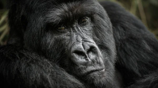 Close View Ritratto Gorilla Nero — Foto Stock