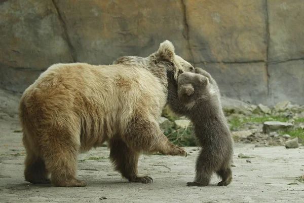 Grande Urso Marrom Porca Brincando Com Urso Bebê Zoológico Livre — Fotografia de Stock