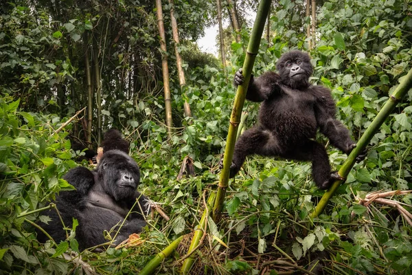 Vue Panoramique Des Gorilles Noirs Dans Les Jungles — Photo