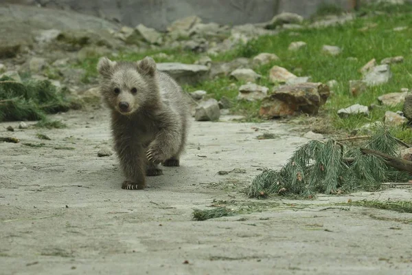 Brown Bear Cub Playing Spruce Twig Zoo — Stock Photo, Image