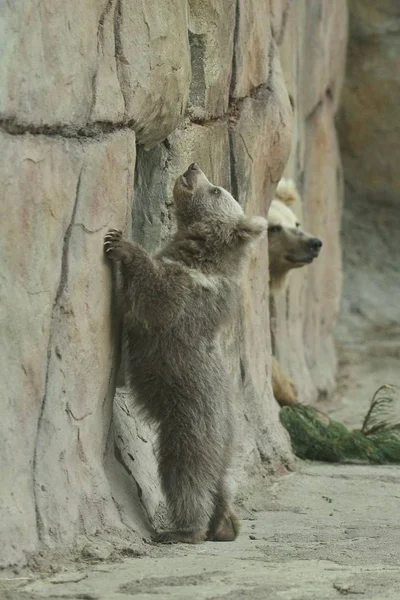 Filhote Urso Marrom Com Porca Urso Gaiola Livre Zoológico — Fotografia de Stock