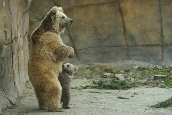 Vista Del Cachorro Oso Pardo Con Cerda Oso Jugando Zoológico —  Fotos de Stock