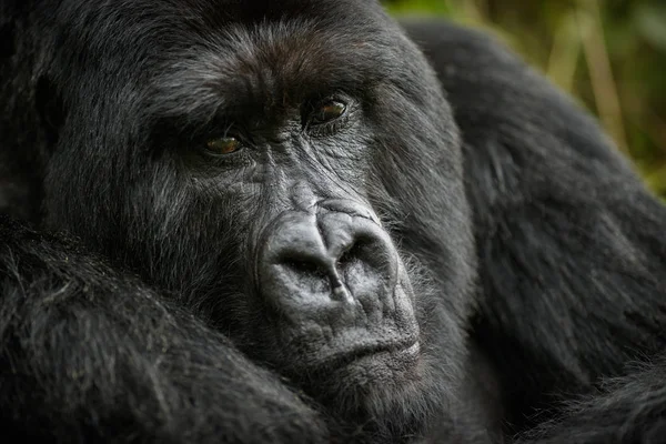 Close View Ritratto Gorilla Nero — Foto Stock