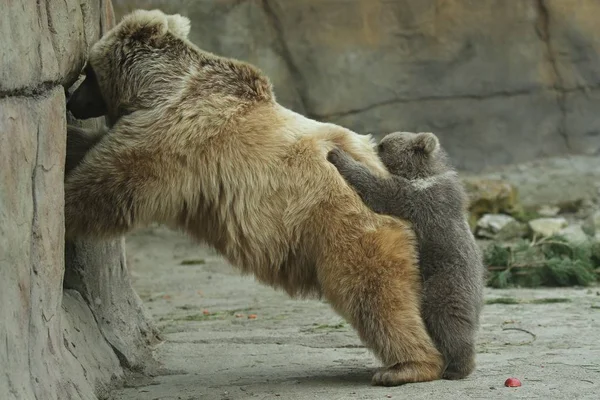 大きなヒグマ動物園野外ケージでクマの赤ちゃんと遊ぶことの種をまく — ストック写真