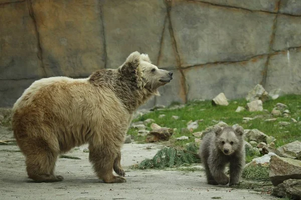 大棕熊母猪在动物园露天笼子里玩熊宝宝 — 图库照片