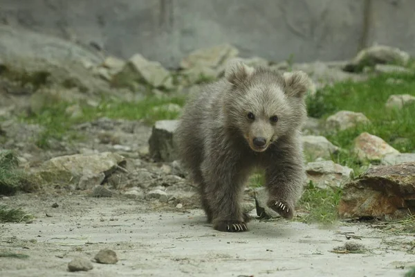 动物园露天笼子里棕熊幼崽的近景 — 图库照片