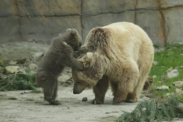 Brown Bear Cub Leker Med Björn Sugga Zoo Utomhus Bur — Stockfoto