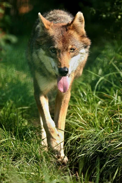 Lobo Marrón Caminando Bosque Verde — Foto de Stock