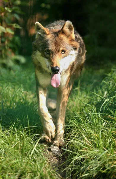 Brauner Wolf Wandert Grünen Wald — Stockfoto