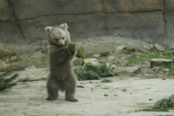 Brown Urso Filhote Brincando Com Galho Abeto Zoológico — Fotografia de Stock