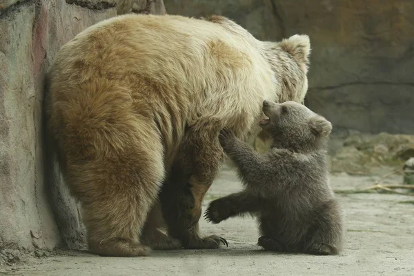 Brown Bear Cub Grając Sow Niedźwiedź Zoo Klatki Świeżym Powietrzu — Zdjęcie stockowe