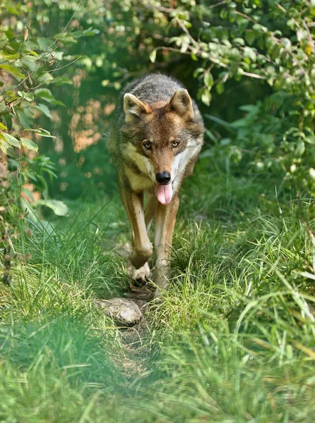 Lobo Castanho Caminhando Floresta Verde — Fotografia de Stock