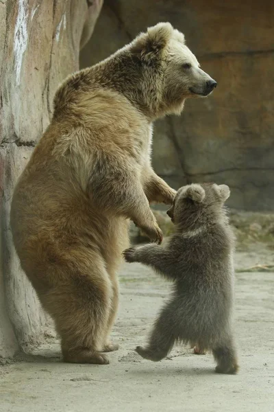 Filhote Urso Marrom Brincando Com Porca Urso Gaiola Livre Zoológico — Fotografia de Stock