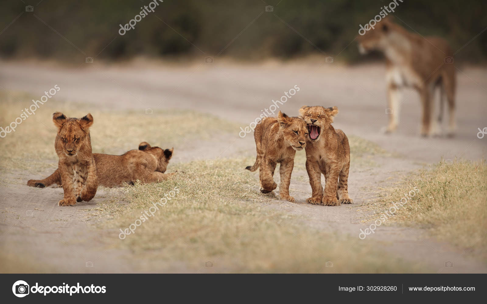 Lion Cubs FAQs Answered - FAQ's about Animals, image size:1600x1000