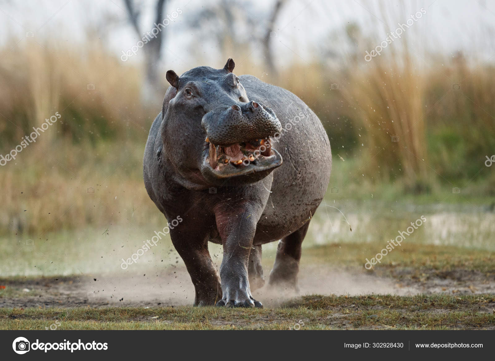 Aggressive Male Hippo Running Wild Animal Nature Habitat African Wildlife Stock Photo by ©Photocech 302928430 Aggressive Male Hippo Running Wild Animal Nature Habitat African Wildlife Stock Photo by ©Photocech 302928430