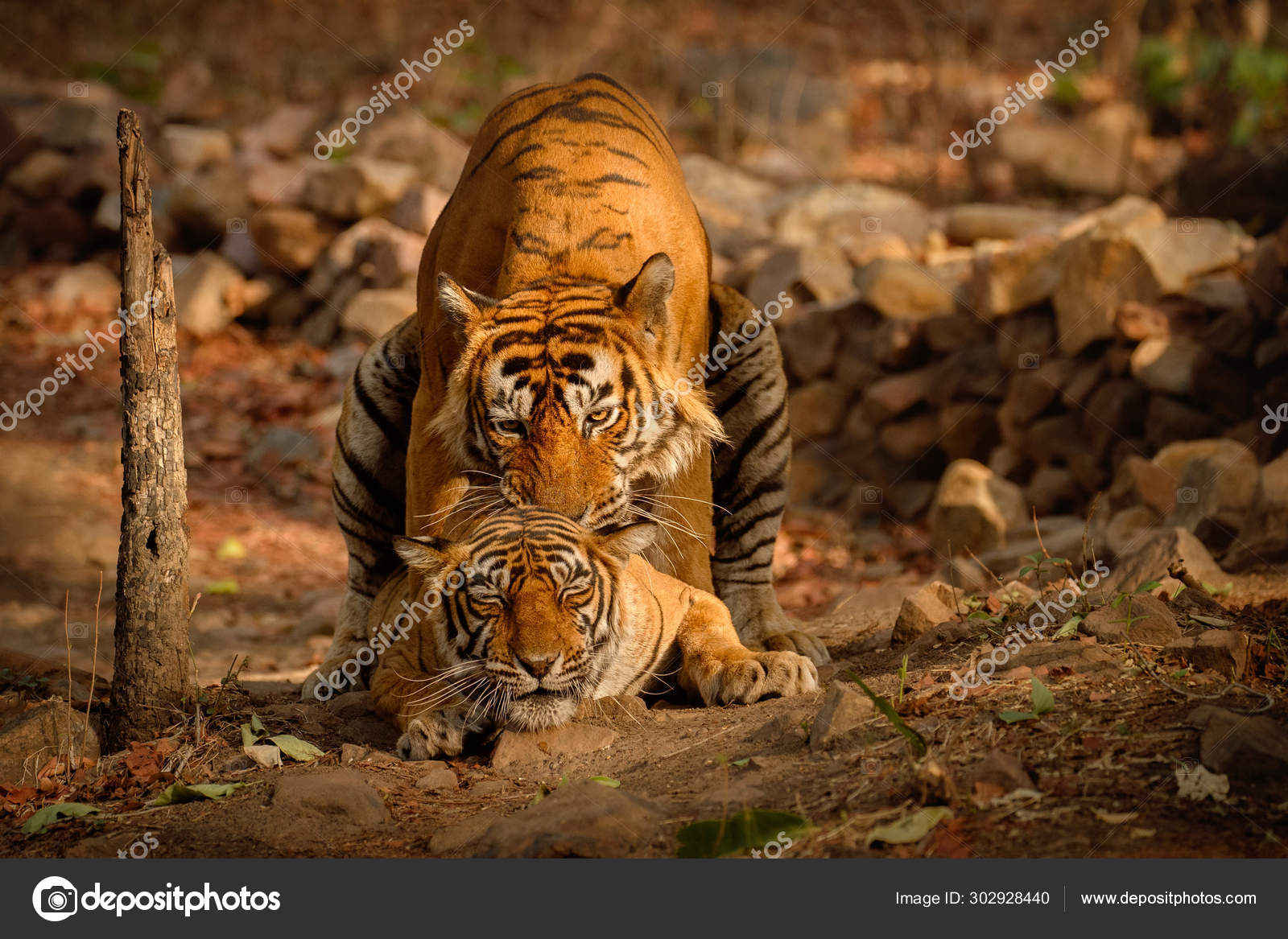 Tigre Branco Na Floresta. Cena Da Vida Selvagem. 3d Rendering. Imagem e  Fotografia Gratuitas 200023970.