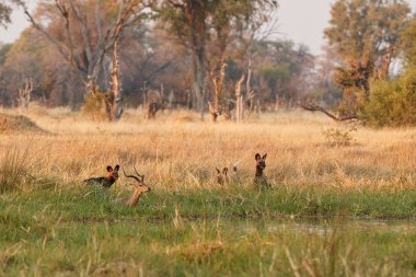 Vahşi Köpekler avlanıyor, yırtıcılarla umutsuz impala. Afrika'dan vahşi yaşam sahnesi, Khwai Nehri, Okavango deltası. Doğa habitatında hayvan davranışı.